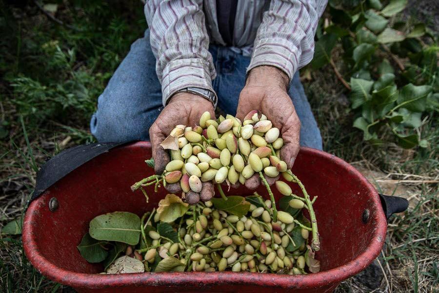 Raccolta manuale dei pistacchi